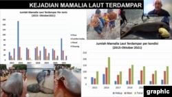 Grafik Kejadian Mamalia Laut Terdampar di Indonesia 2015 hingga Oktober 2021, disampaikan dalam kegiatan Bimbingan Teknis dan Penguatan Jejaring Penanganan Mamalia Laut dan Biota Laut Jenis Dilindungi Terdampar di Wilayah Timur Indonesia, Kamis (22 Juni 2023) (Foto: Tangkapan Layar)