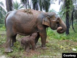 Anak Gajah Lahir di Aceh Jaya (Courtesy: KLH)
