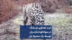 ثبت تصاویر دو پلنگ در سوادکوه مازندران توسط یک محیط بان