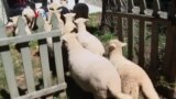 LambMowers: Pasukan Pembersih Semak Ramah Lingkungan