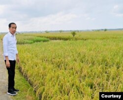 Presiden Jokowi akui harga gabah kering panen (GKP) di musim panen raya sebesar Rp4.200 per kg terlalu rendah (biro Setpres)