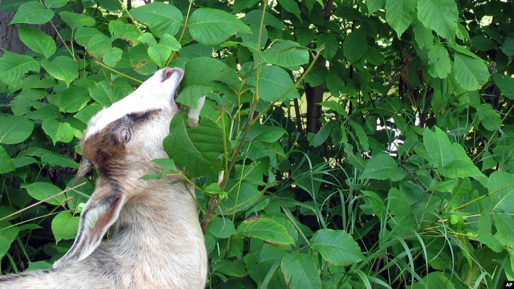 FILE - A goat grazes on poison ivy along a recreational path in the capitol city of Montpelier, Vt., on Wednesday, Aug. 8, 2018. (AP Photo/Lisa Rathke)
