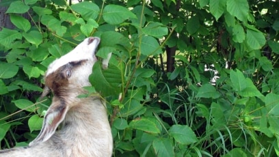 How to Deal Safely with Poison Ivy in the Garden