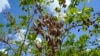 Pongamia trees offer renewable energy, plant-based protein