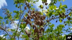 FILE - The pods of a pongamia tree are ready to pick at a grove, June 6, 2024, in St. Lucie County, Fla.