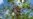 Pongamia trees offer renewable energy, plant-based protein