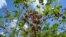 FILE - The pods of a pongamia tree are ready to pick at a grove, June 6, 2024, in St. Lucie County, Fla.