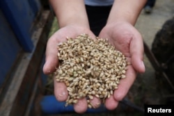 中国河南省驻马店的农民在查看发芽的小麦。（2023年6月5日）