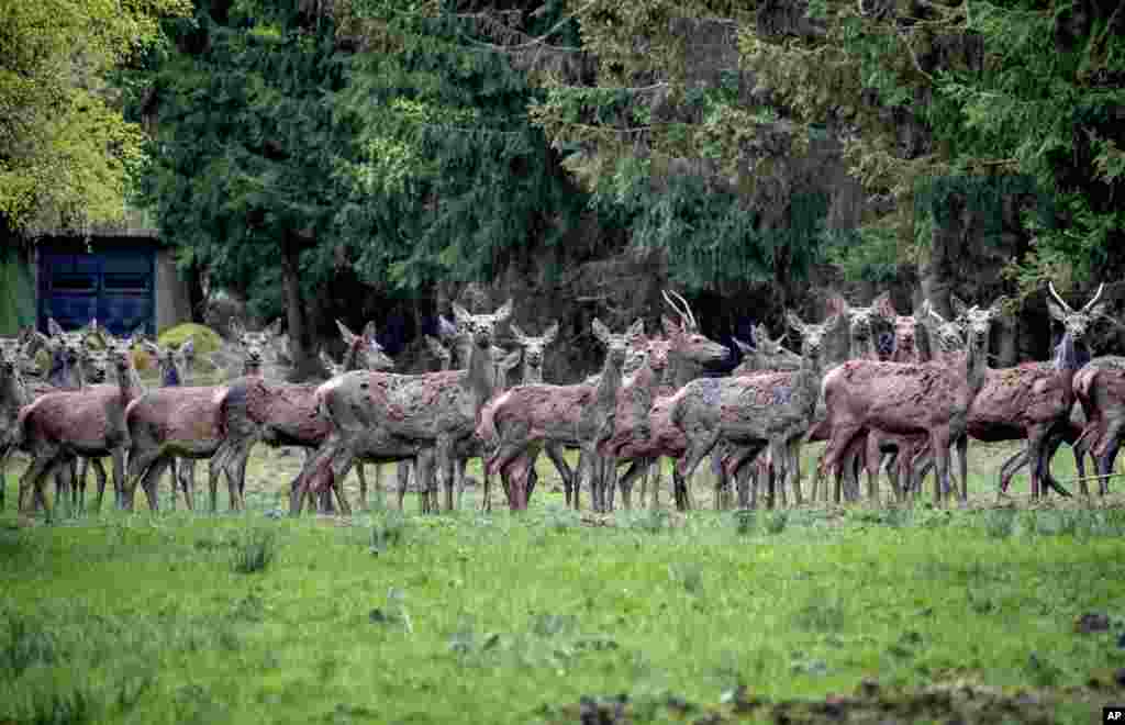 گله&zwnj;ای از آهوان در ساحهٔ جنگلی در حومه فرانفکورت آلمان&nbsp;