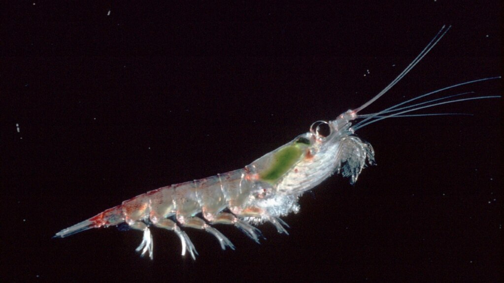 Tiny Antarctic Ocean Animal Raises Big Questions