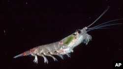 This photo provided by the British Antarctic Survey shows an Antarctic krill (Euphausia suberba). (Chris Gilbert/British Antarctic Survey)