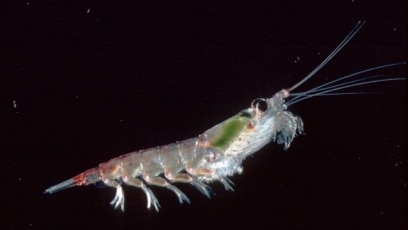 Tiny Antarctic Ocean Animal Raises Big Questions