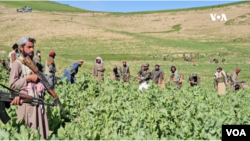 Taliban forces work to destroy a poppy field in Badakhshan province, Afghanistan, in May 2024.