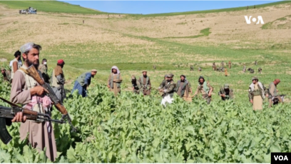 Afghan farmers grow poppies despite Taliban's ban