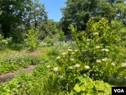 Both native and non-native plants can be found in the Friendship Garden at the U.S. National Arboretum, Washington, June 1, 2023. (VOA)