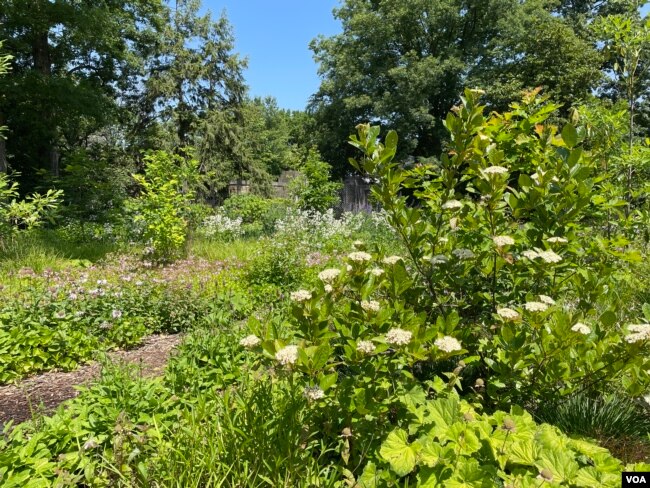 Both native and non-native plants can be found in the Friendship Garden at the U.S. National Arboretum, Washington, June 1, 2023. (VOA)