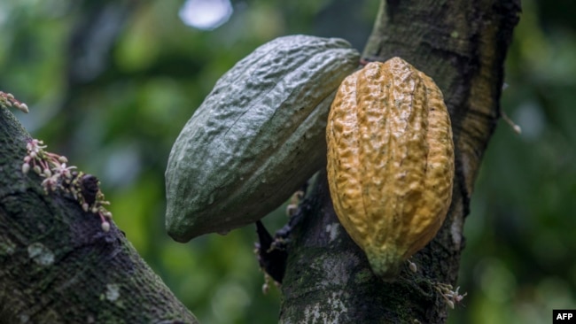 FILE - View of some cocoa pots in a cocoa tree at Tetteh Quarshie cocoa farm in Mampong on June 14, 2019 in Eastern Region of Ghana.