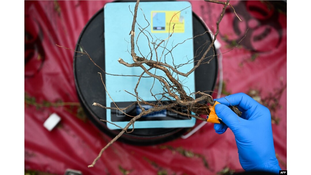 Seorang sukarelawan menimbang akar sampel tanaman yang akan diuji logam berbahaya sebagai bagian dari Studi Remediasi Phyto Myco University of California Riverside, di tanah kosong di Los Angeles, California, 19 Mei 2023. (Patrick T. Fallon / AFP)
