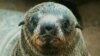 FILE - A Namibian Cape fur seal pup is pictured at a seal reserve 430 kilometers west of Windhoek. Namibia’s Ministry of Fisheries has issued a quota for the harvesting of 80,000 pups and 6,000 bulls in the harvesting season that begins July 1, 2023.