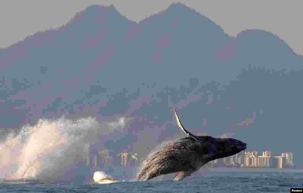 A humpback whale jumps above water near Recreio dos Bandeirantes beach in Rio de Janeiro, Brazil, June 24, 2024. REUTERS/Sergio Moraes