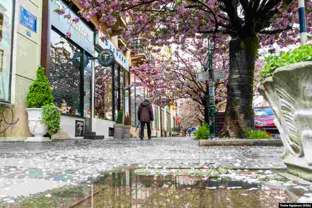 Cherry Blossom in Skopje