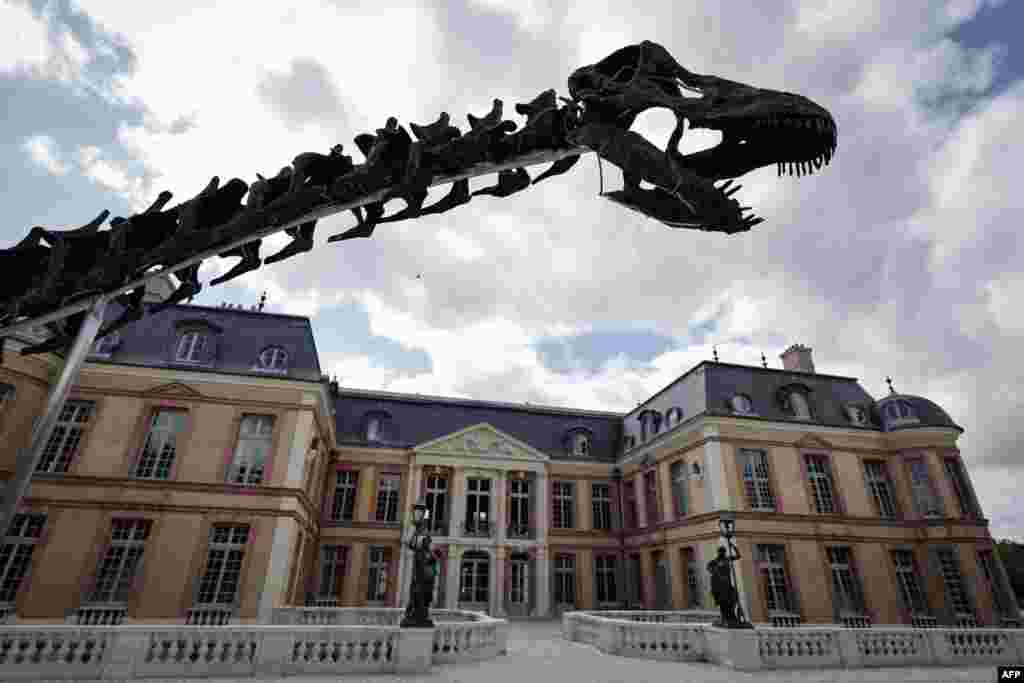 This photograph shows part of an Apatosaurus&#39; dinosaur skeleton named &quot;Vulcain,&quot; displayed at the Dampierre castle prior to an auction in Dampierre-en-Yvelines, south of Paris, France.