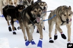 The lead dogs for musher Bailey Vitello of Milan, New Hampshire, run down Fourth Avenue during the Iditarod Trail Sled Dog Race's ceremonial start in downtown Anchorage, Alaska, on Saturday, March 4, 2023. (AP Photo/Mark Thiessen)