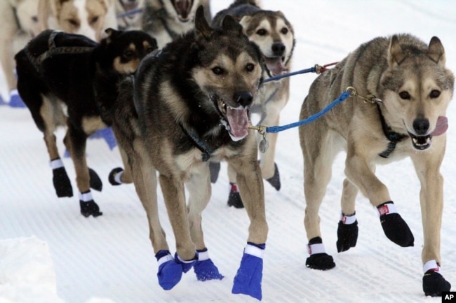 The lead dogs for musher Bailey Vitello of Milan, New Hampshire, run down Fourth Avenue during the Iditarod Trail Sled Dog Race's ceremonial start in downtown Anchorage, Alaska, on Saturday, March 4, 2023. (AP Photo/Mark Thiessen)