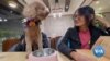 Taiwan Dogs Take Seat at Restaurant Table