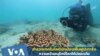 Coral reef restoration technology