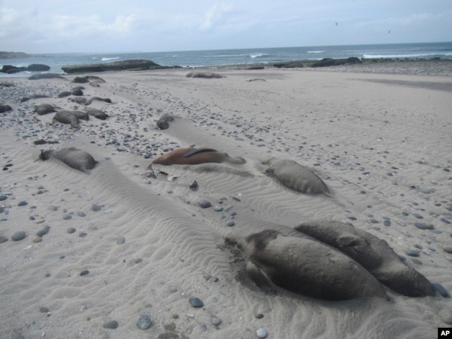 FILE - Dead elephant seals line the beach at Punta Delgada, Chubut, Argentina, on Oct. 10, 2023. (Ralph Vanstreels/UC Davis via AP)