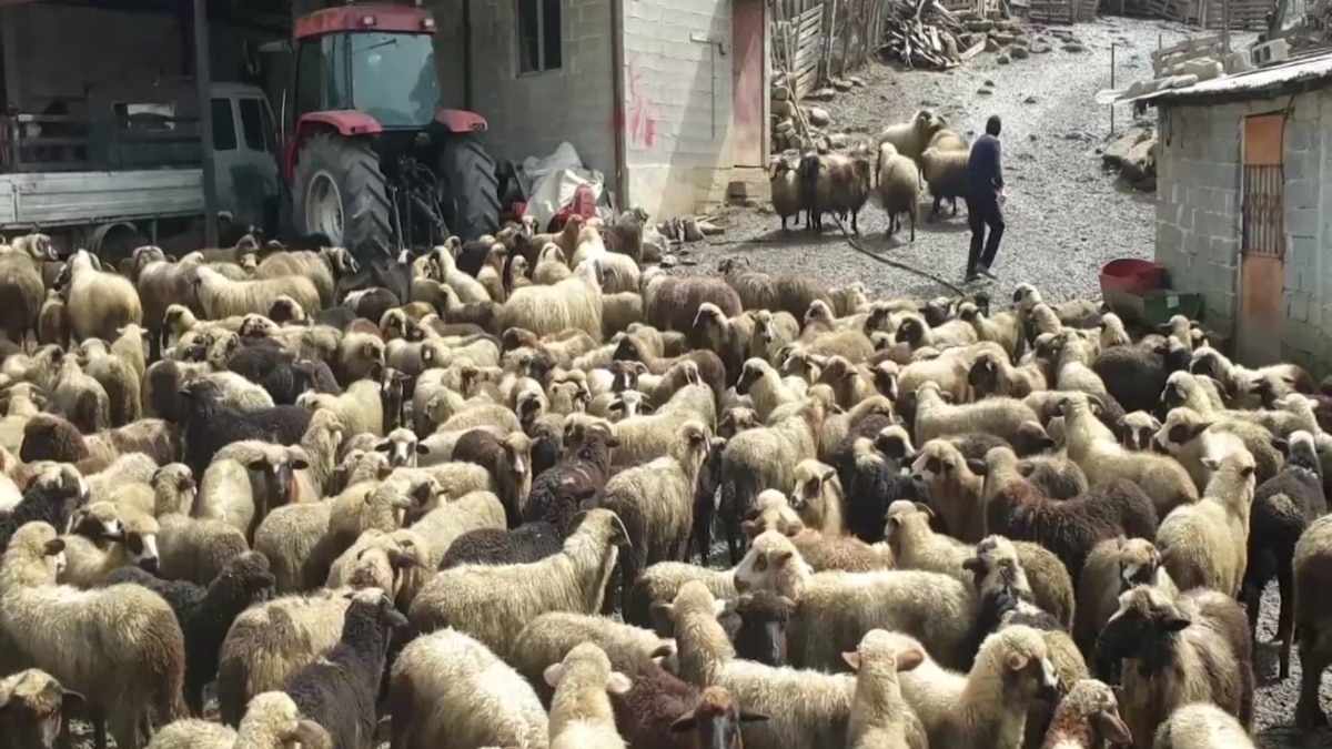 Gjirokastër, Rënia Vit Pas Viti E Blegtorisë, Fermerët Kërkojnë Mbështetje