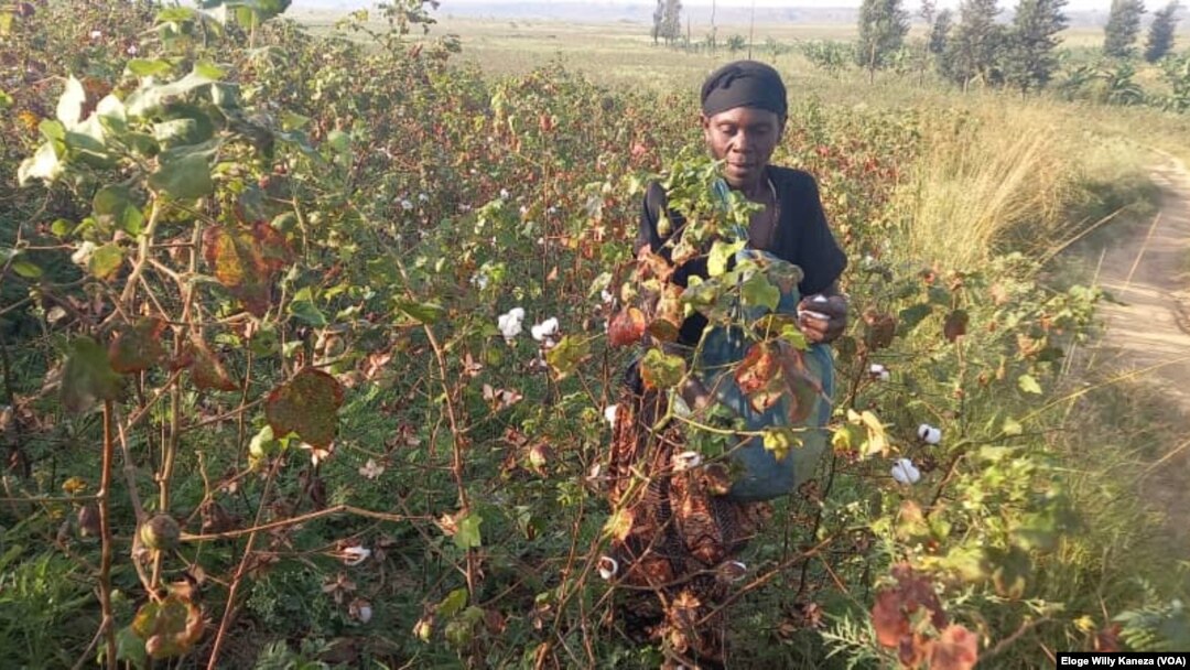 Umurimyi mu murima w'ipampa ku kiyaya c'imbo mu Burundi 