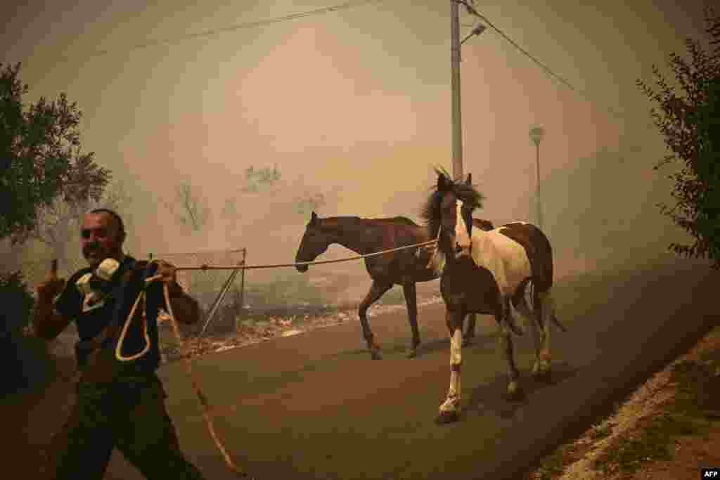 Маж евакуира коњи за време на шумскиот пожар во Часија, предградие на Атина, Грција.