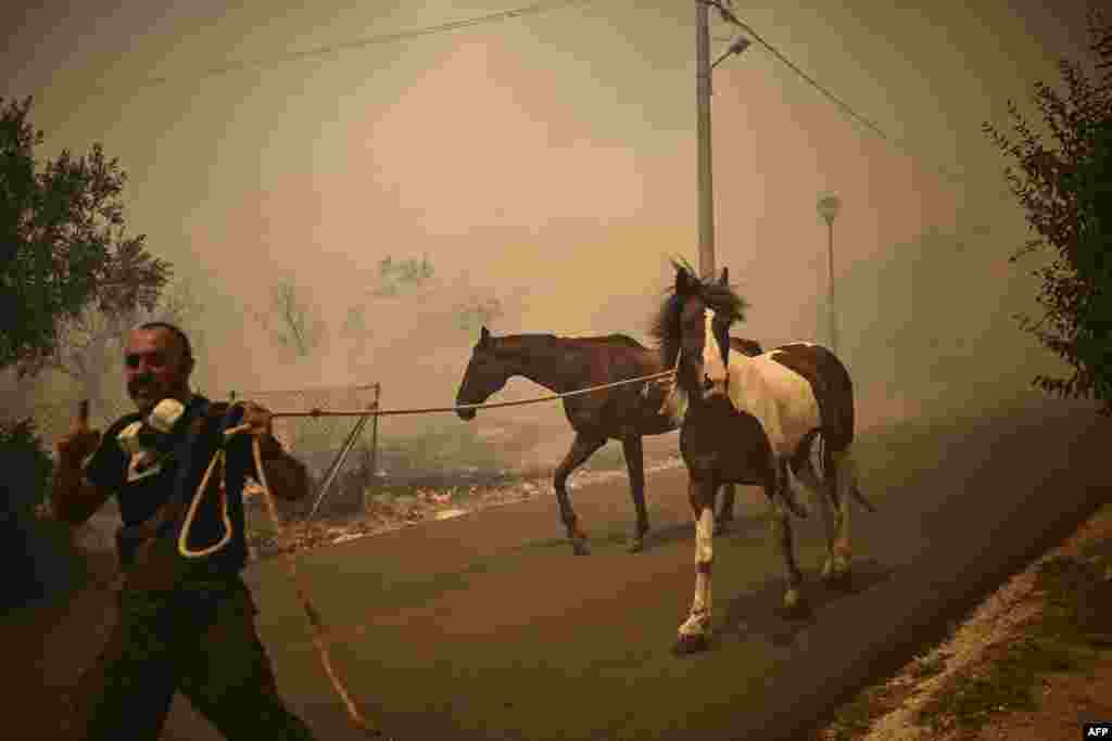 A man evacuates horses during a wildfire in Chasia in the outskirts of Athens.&nbsp;Greece&#39;s fire brigade ordered the evacuation of a district on Athens&#39; northwestern flank as firefighters battled a steadily growing wave of wildfires around the country, the second in a month.&nbsp;