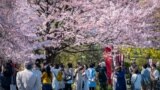 People gather under the cherry blossoms in Tokyo, Japan, March 19, 2023. 