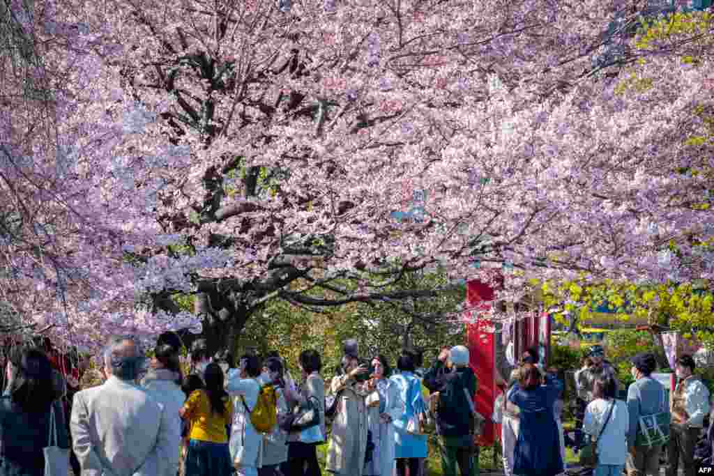 People gather to see the cherry blossoms in Tokyo, Japan.