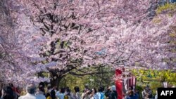 People gather to see the cherry blossoms in Tokyo, Japan.