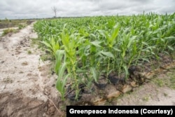 Para aktivis menyampaikan kekhawatiran bahwa proyek penyimpanan pangan skala besar seperti food estate bukanlah solusi ketahanan pangan namun justru memperburuk krisis pangan dan iklim di Kalimantan Tengah. (Foto: Courtesy/Greenpeace Indonesia)