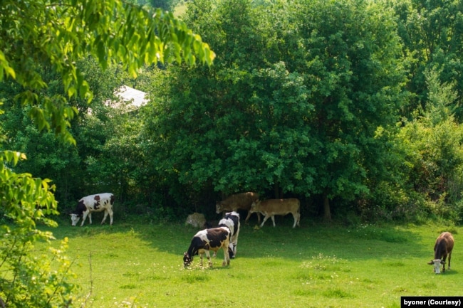 FILE - Cows graze in the forest. (Adobe stock photo by byoner)