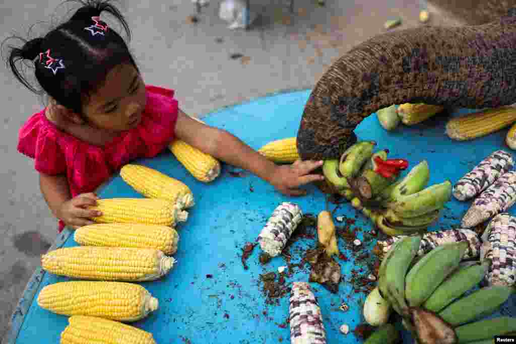 A girl feeds an elephant during Thailand&#39;s National Elephant Day celebration in the ancient city of Ayutthaya.