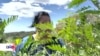Productora salvadoreña busca rescatar el cultivo del añil