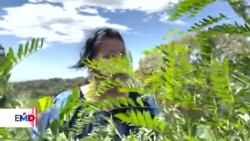 Productora salvadoreña busca rescatar el cultivo del añil