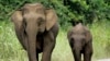 FILE - Two Bornean elephants cross the road in Taliwas forest on Malaysia's Sabah state on Borneo Island, July 21, 2005. 