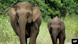 FILE - Two Bornean elephants cross the road in Taliwas forest on Malaysia's Sabah state on Borneo Island, July 21, 2005. 