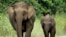 FILE - Two Bornean elephants cross the road in Taliwas forest on Malaysia's Sabah state on Borneo Island, July 21, 2005. 