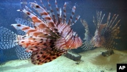File -- Lionfish are non-native predators that hurt the overall reef habitat by eliminating native organisms that serve important ecological roles in preserving reefs.