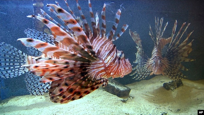 File -- Lionfish are non-native predators that hurt the overall reef habitat by eliminating native organisms that serve important ecological roles in preserving reefs.