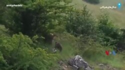 تصویری از یک خرس قهوه‌ای به همراه دو توله خود در جنگل‌های هیرکانی 