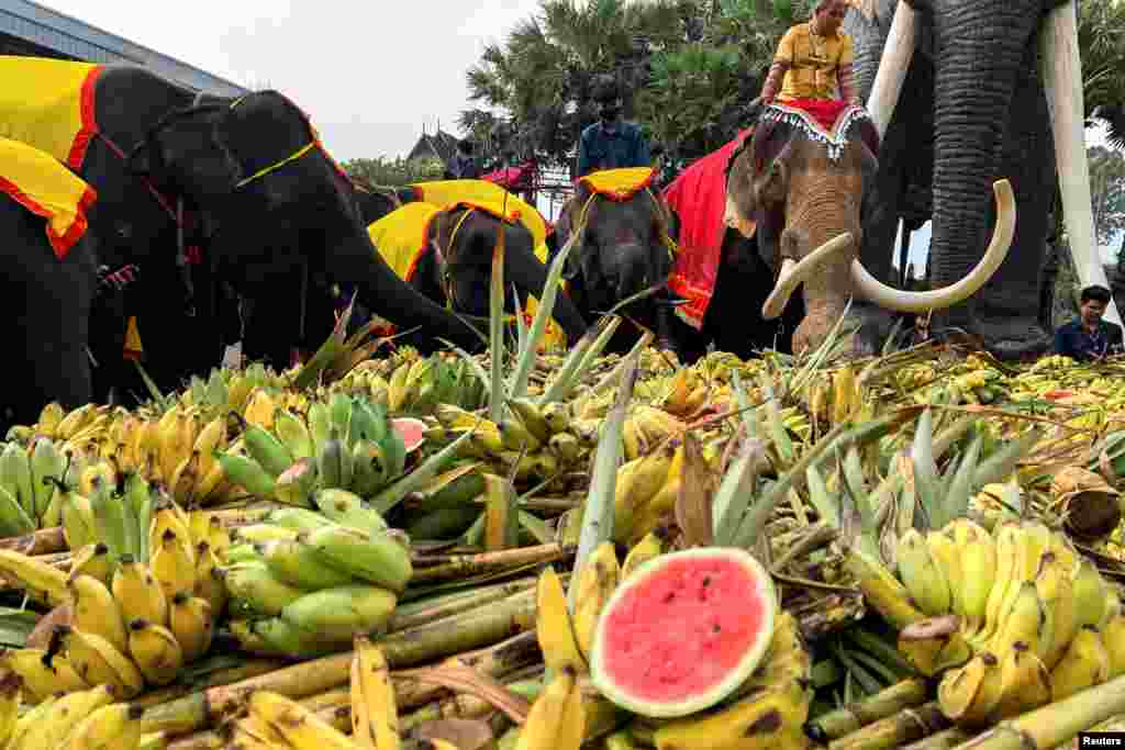 Elephants enjoy a &quot;buffet&quot; of fruit and vegetables during Thailand&#39;s National Elephant Day celebration at Nong Nooch Tropical Garden in Pattaya.